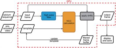 An Open-Source Real-Time Motion Correction Plug-In for Single-Photon Calcium Imaging of Head-Mounted Microscopy